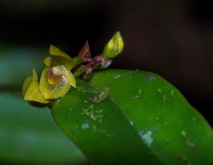 Pleurothallis dibolia