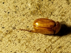 Cyclocephala borealis