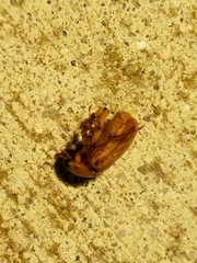 Cyclocephala borealis