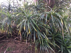 Freycinetia arborea