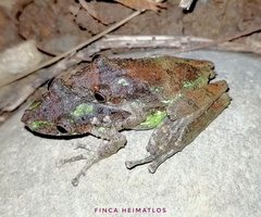 Scinax garbei