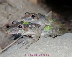 Scinax garbei
