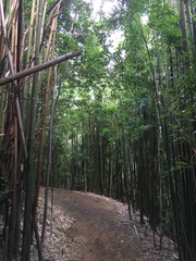 Phyllostachys nigra