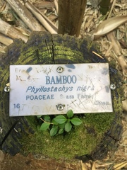 Phyllostachys nigra