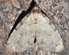 Dyspyralis puncticosta
