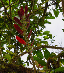 Columnea spathulata