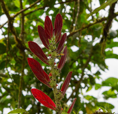 Columnea spathulata