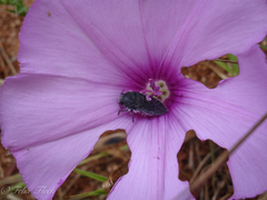 Acmaeodera cylindrica