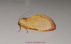 Maschane