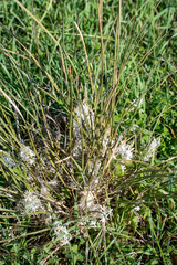 Lomandra effusa