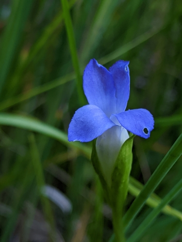 Image of Gentianopsis simplex by no rights reserved