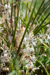 Lomandra effusa