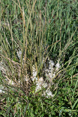 Lomandra effusa