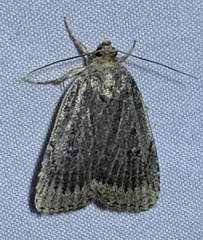 Amphipyra glabella