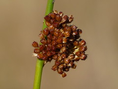Juncus conglomeratus