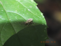 Aphrastus taeniatus