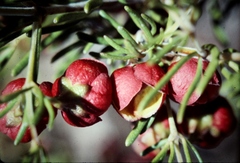Boronia megastigma
