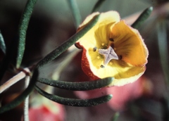 Boronia megastigma
