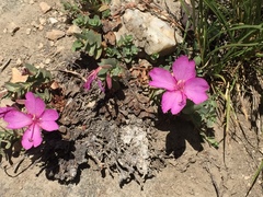 Epilobium obcordatum