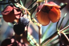 Boronia megastigma