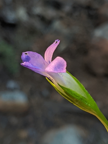 Image of Gentianopsis simplex by no rights reserved