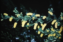Acacia drummondii