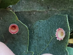 Andricus gigas