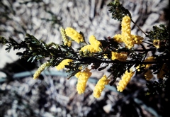 Acacia drummondii