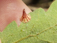 Andricus atrimentus
