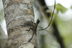 Anolis properus