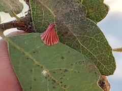 Andricus atrimentus