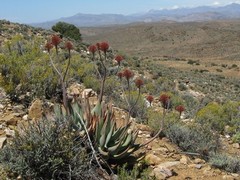 Aloe comptonii