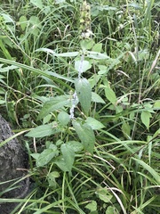 Stachys tenuifolia