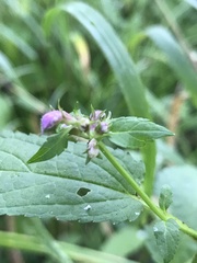 Stachys tenuifolia