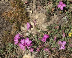 Epilobium obcordatum