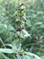Stachys tenuifolia