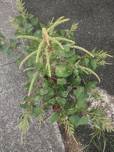 Amaranthus retroflexus, 2020-08-10