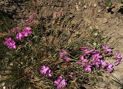 Epilobium obcordatum