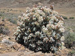 Crassula arborescens