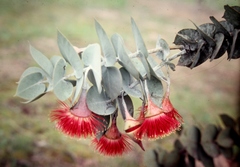 Eucalyptus rhodantha
