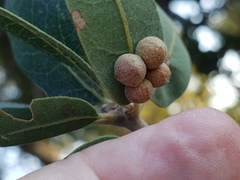 Andricus brunneus