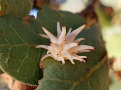 Cynips quercusechinus