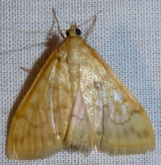 Hahncappsia pergilvalis