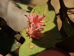 Cynips quercusechinus