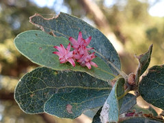 Cynips quercusechinus