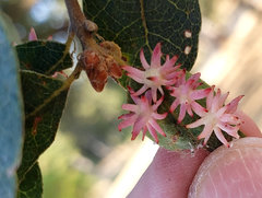 Cynips quercusechinus