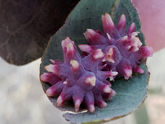 Cynips quercusechinus