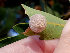 Cynips multipunctata
