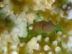 Coralliocaris graminea