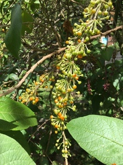 Iochroma arborescens